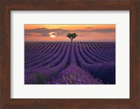 Framed For the Love of Lavender