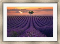 Framed For the Love of Lavender