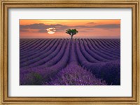 Framed For the Love of Lavender