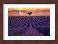 Framed For the Love of Lavender