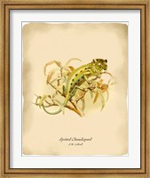 Framed Chameleopard