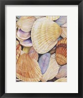 Framed Sea Shells