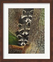 Framed Three Racoons