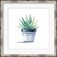 Framed Aloe Plant