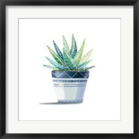 Framed Aloe Plant