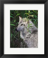 Framed One Wet Wolf