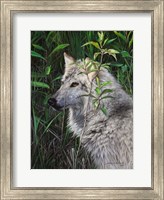 Framed One Wet Wolf