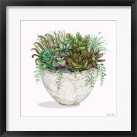 Framed Succulent on White III