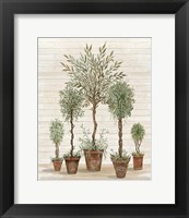 Framed Potted Tree Collection