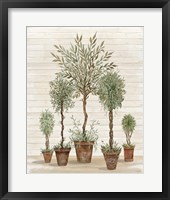 Framed Potted Tree Collection