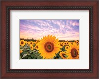 Framed Sunflower Sunset