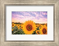 Framed Sunflower Sunset