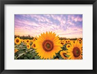 Framed Sunflower Sunset