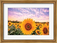 Framed Sunflower Sunset