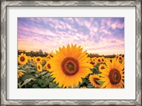 Framed Sunflower Sunset