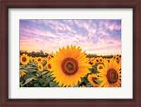Framed Sunflower Sunset