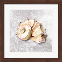 Framed Shell Collector I