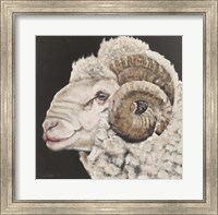 Framed Portrait of a Ram