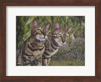 Framed Albus and Boo the Bengal Cats