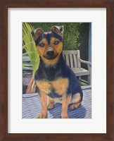 Framed Coco the Jack Russell
