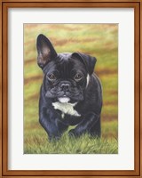 Framed Peppa the French Bulldog