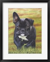Framed Peppa the French Bulldog