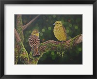Framed Yellow Hammer Birds