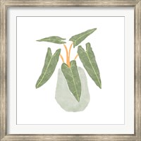 Framed Philodendron Billietiae II