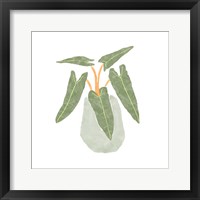 Philodendron Billietiae II Framed Print