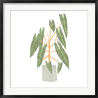 Framed Philodendron Billietiae III