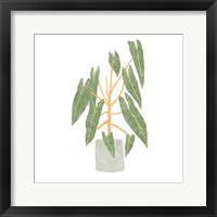 Philodendron Billietiae III Framed Print
