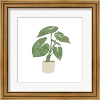 Framed Philodendron Gloriosum II