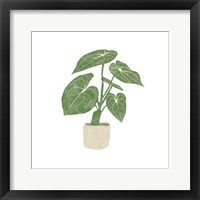 Philodendron Gloriosum II Framed Print