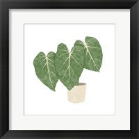 Framed Philodendron Gloriosum IV