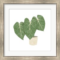 Framed Philodendron Gloriosum IV