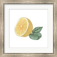 Framed Citrus Limon IV