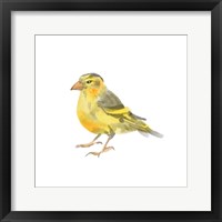 Songbird I Framed Print