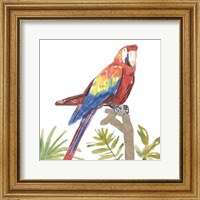 Framed Tropical Parrot