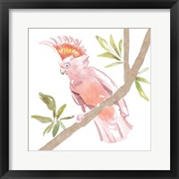 Framed Tropical Cockatoo