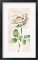 Framed Ivory Roses Panel I