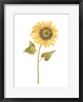 Framed Single Sunflower Portrait I