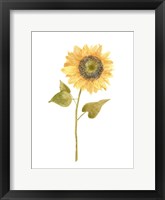 Framed Single Sunflower Portrait I