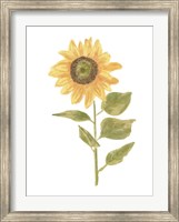 Framed Single Sunflower Portrait II