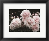 Framed Peony Poetry I