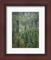 Framed Superior National Forest IV Crop