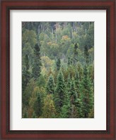 Framed Superior National Forest IV Crop