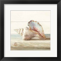 Framed Driftwood Shell IV