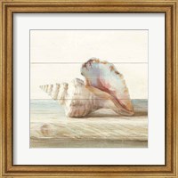 Framed Driftwood Shell IV