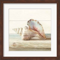 Framed Driftwood Shell IV