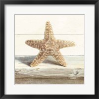 Driftwood Shell III Framed Print